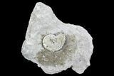 Pyritize Goniatite (Tornoceras) - Hungry Hollow, Ontario #107523-1